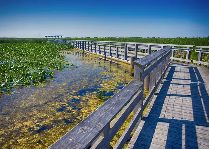 boardwalk point pelee national park